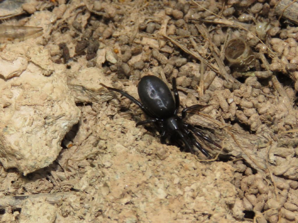 Gnaphosidae ID